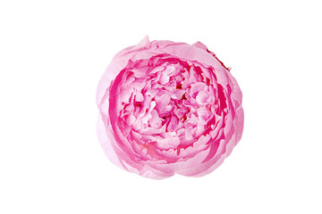 Pion isolated on white background. Pink gentle soft peony flower. Stylish flowers for St. Valentine's Day and March 8.