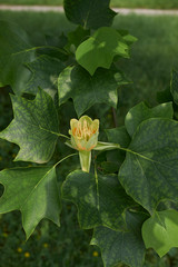 liriodendron tulipifera