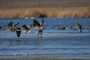 Greater White-fronted Goose (Anser albifrons) 