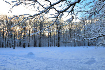 Fototapeta premium In winter, heavy snow fell in the park