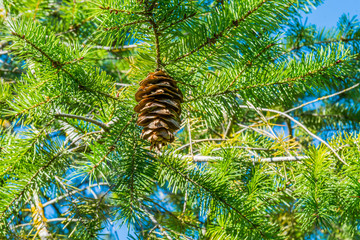 Douglas fir pine cone on branch