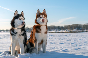 Two Siberian Husky dogs looks around. Husky dogs has black, red and white coat color. Snowy white...
