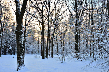 In winter, heavy snow fell in the park
