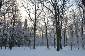 In winter, heavy snow fell in the park