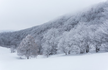 Frozen landscapes on a cold day of winter in Trascaului Mountains, Romania