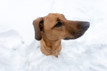 Portrait of a dog having fun in the snow during a cold day of winter in Romanian mountains