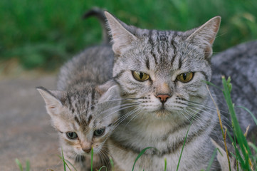 A Scottish grey cat and a cute little kitten are walking in the garden on the green grass.