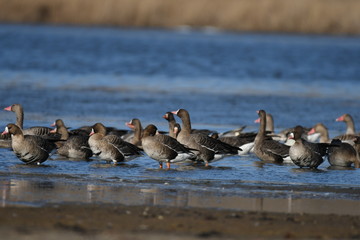 Greater White-fronted Goose (Anser albifrons) 