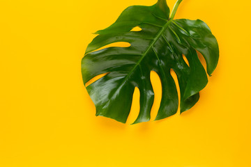 Fototapeta na wymiar Tropical Jungle Leaf, Monstera, resting on flat surface, on yellow background.