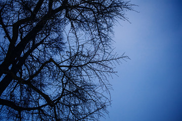 View from below of gingko tree in winter against blue dusk sky background