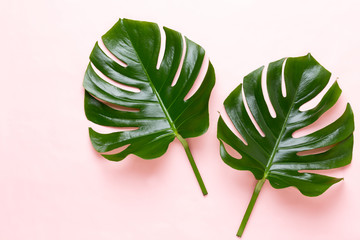 Tropical Jungle Leaf, Monstera, resting on flat surface, on peach background.