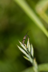 Insect