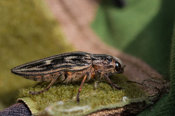 Insect