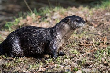 Fischotter in natürlicher Umgebung