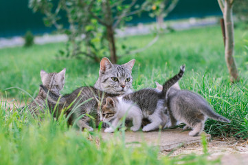 Caring cat mom and cute kittens in the garden on grass background.
