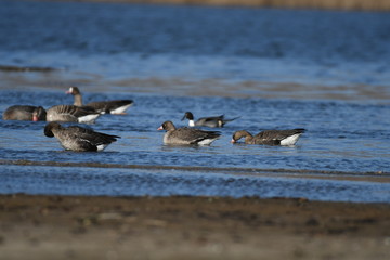 Greater White-fronted Goose (Anser albifrons) 