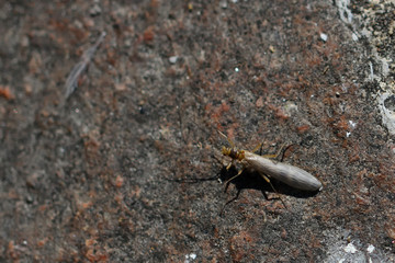 Insect