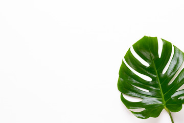 Tropical Jungle Leaf, Monstera, resting on flat surface, on white wooden background.