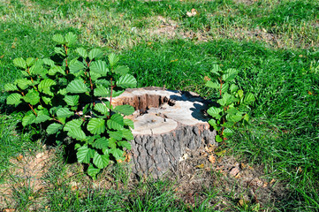 Tree stump in the summer park.