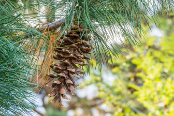 Western white pine cone on branch