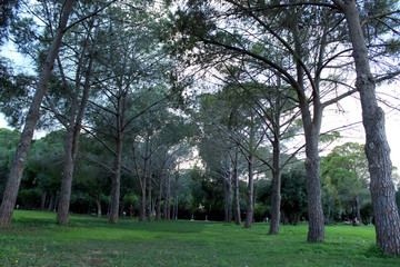 Obraz premium Crowns of tall trees stand on both sides of the forest trail