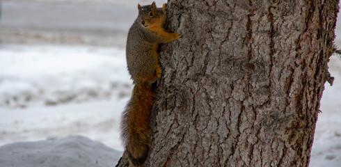 Red Squirrel