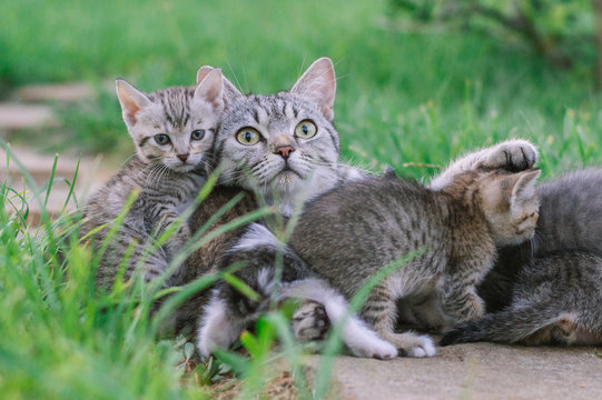 Caring cat mom and cute kittens in the garden on grass background. - Powered by Adobe