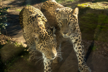 Sri Lankaanse panter paartje