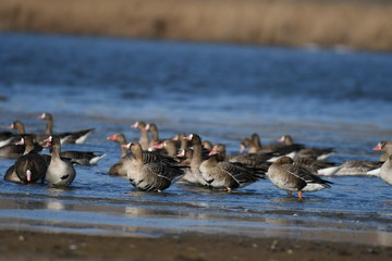 Greater White-fronted Goose (Anser albifrons) 