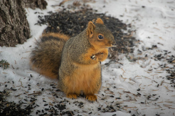 Red Squirrel