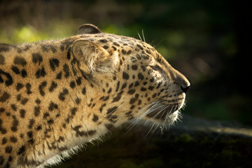 Portret Sri Lankaanse panter