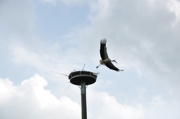 Storch2