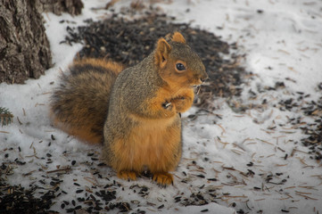 Red Squirrel