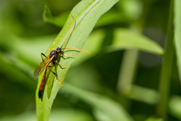 Insect