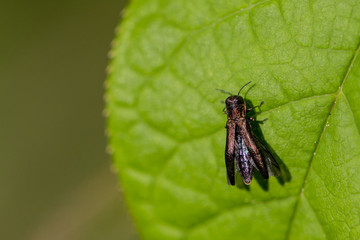 Insect