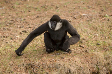 Fototapeta premium Witwanggibbon zit te staren
