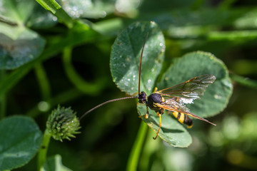 Insect