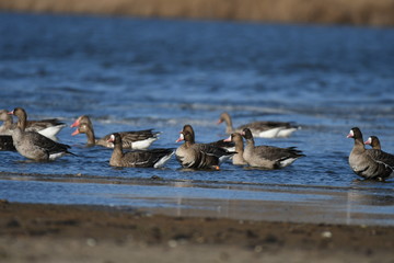 Greater White-fronted Goose (Anser albifrons) 