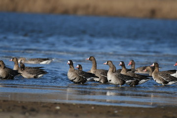 Greater White-fronted Goose (Anser albifrons) 