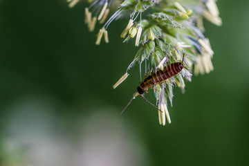 Insect