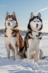 Two Siberian huskies dogs are sitting on  snowy field in the rays setting winter sun.