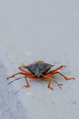 Insect