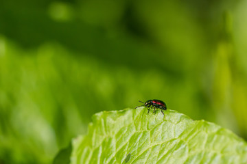 Insect