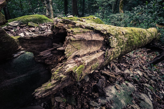 Natural Dead Tree in Jungle