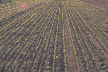 Feed Grass groove, La Pampa , Argentina