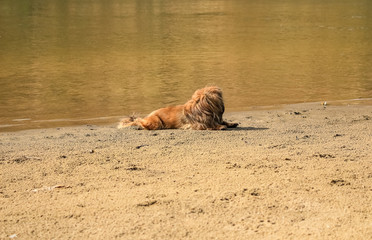 redhead Pekingese dog lying, resting on the sand, on the river bank