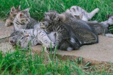 Cat mom and 9 kittens in nature on a green background. Lactation.
