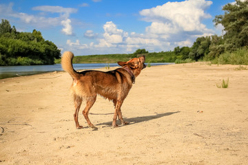 Big red dog stands on the banks of the river and barks