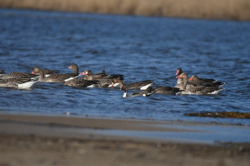 Greater White-fronted Goose (Anser albifrons) 