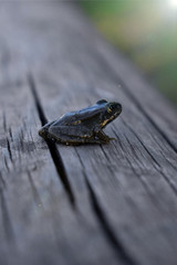 Frog